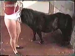 An inexperienced amateur wife fucking and consuming her new miniature horse